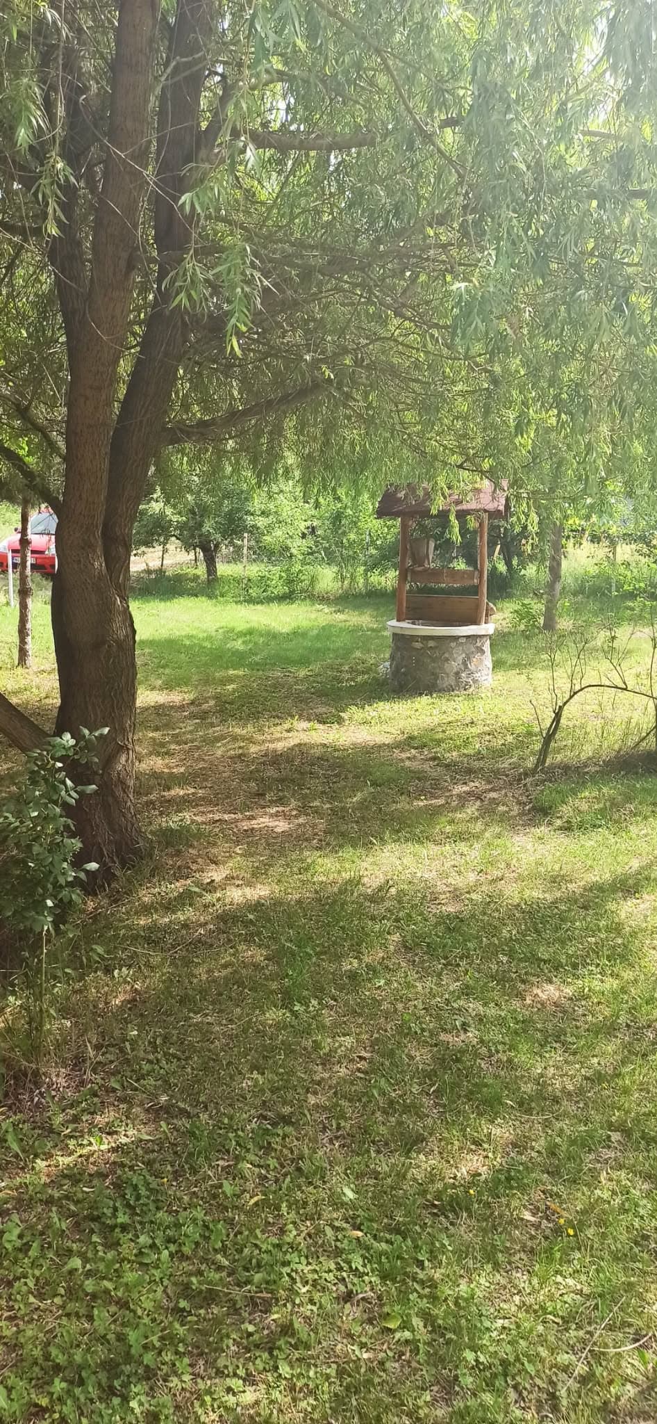 Preobražaj vrta - Neukrećeno rastinje i korov su dominirali prostorom, ali lepota se već nazirala. 1